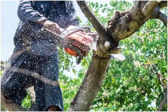 tree services Ohioville